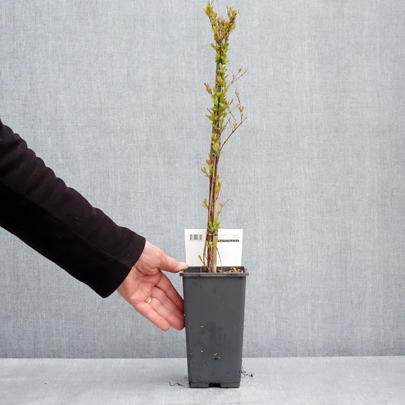 Granada Provence Maceta 1,5L/2L, Formación arbustiva Ejemplar entregado en la primavera