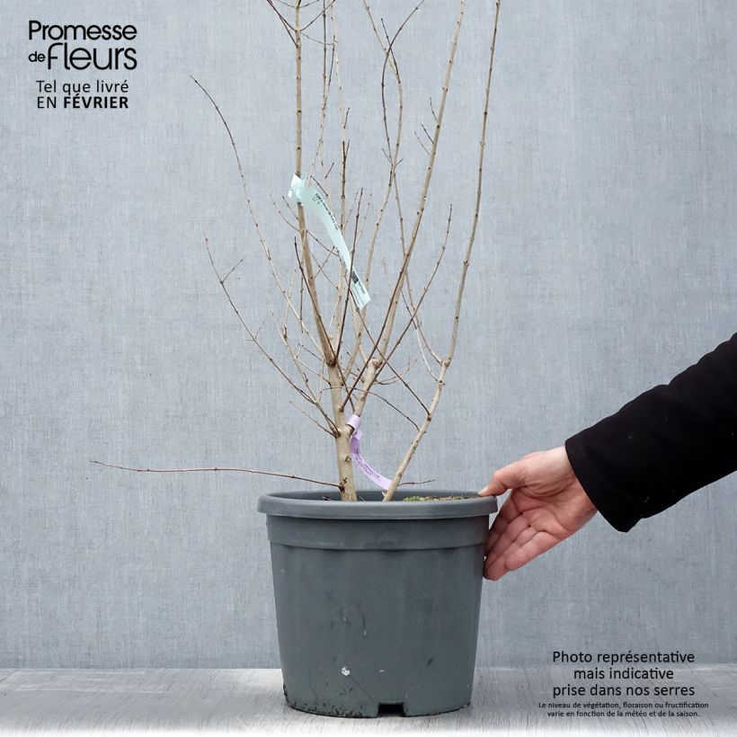 Granada Provence Maceta 1,5L/2L, Formación arbustiva Ejemplar entregado en invierno