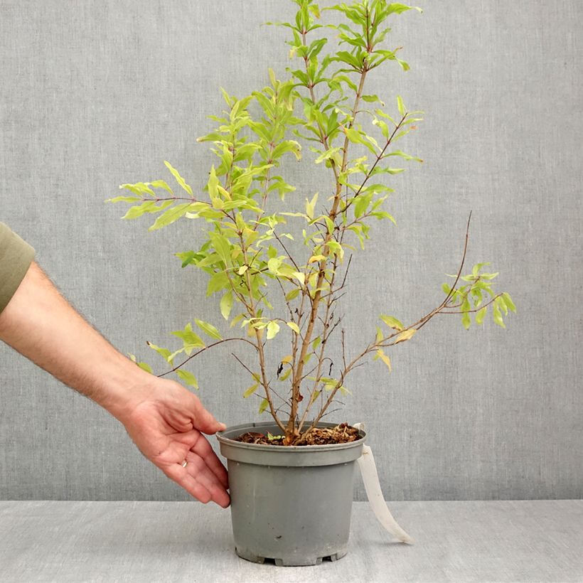 Ejemplar de Granada Wonderful Maceta 3L/4L, Formación arbustiva entregado en otoño