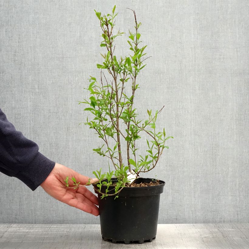 Granada Wonderful Maceta 3L/4L, Formación arbustiva Ejemplar entregado en la primavera