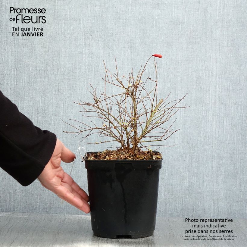 Granada Chico Maceta 3L/4L, Formación arbustiva Ejemplar entregado en invierno