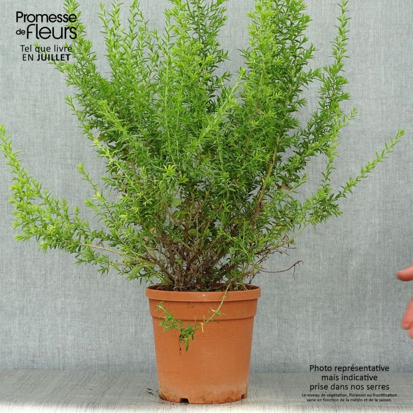 Ejemplar de Grevillea gracilis Clearview David Maceta 2L/3L, Formación arbustiva entregado en verano
