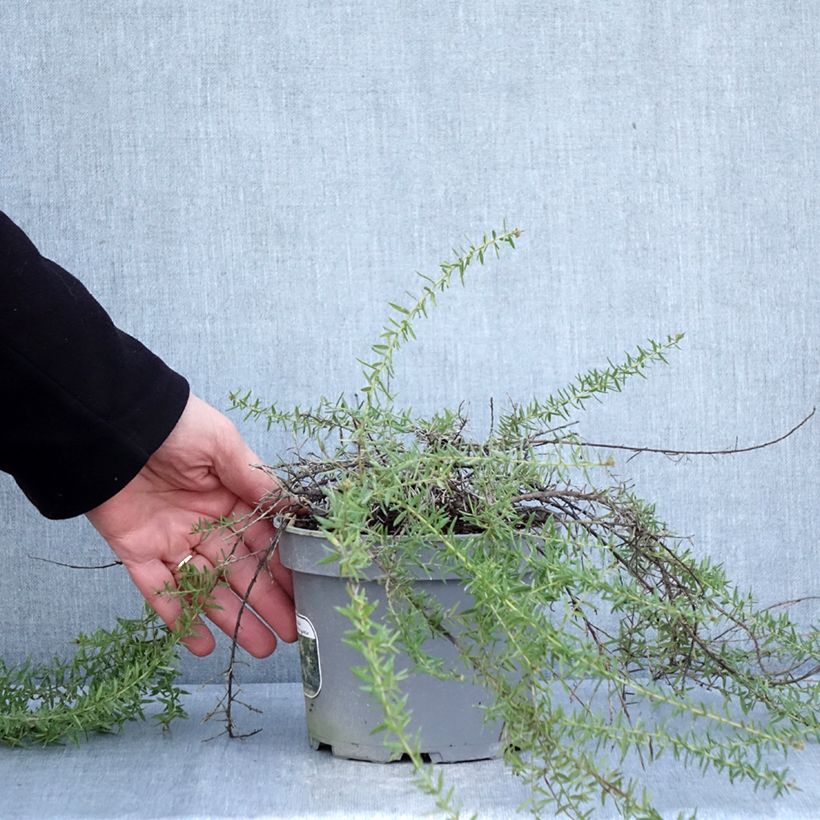 Grevillea prostrata Aurea Maceta 2L/3L Ejemplar entregado en invierno