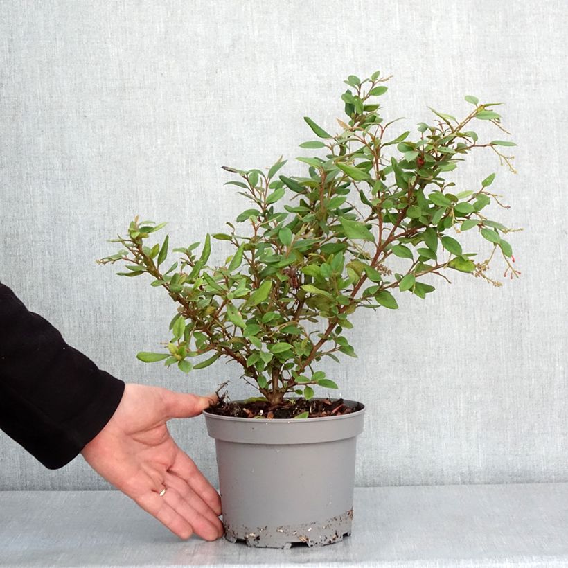 Grevillea rhyolitica Maceta 2L/3L Ejemplar entregado en invierno