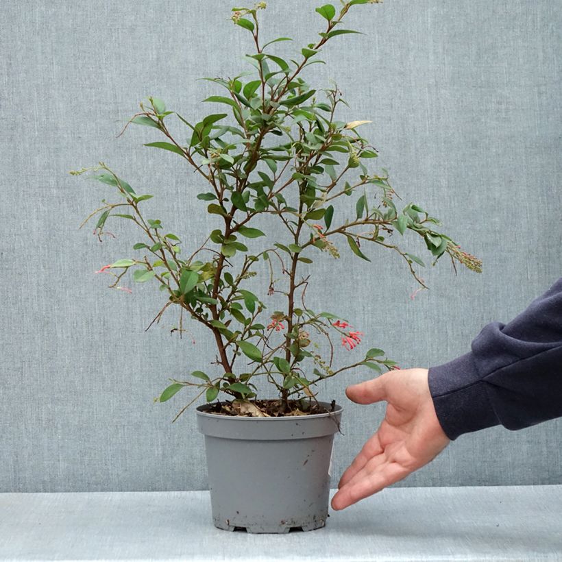 Grevillea rhyolitica Maceta 2L/3L Ejemplar entregado en la primavera