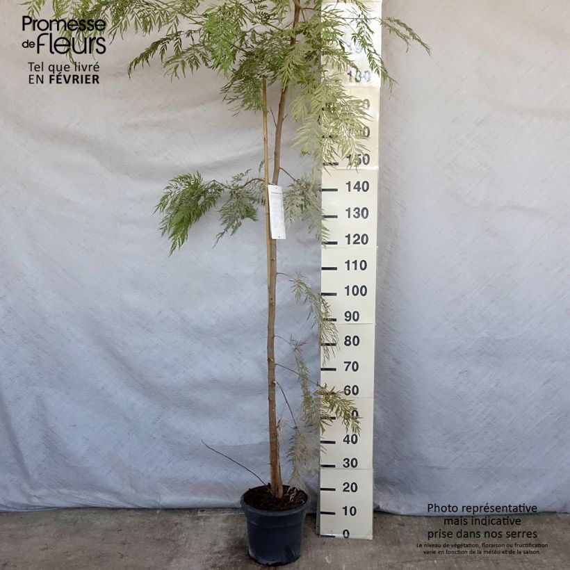 Grevillea robusta - Pino de oro Maceta 7,5L/10L Ejemplar entregado en invierno