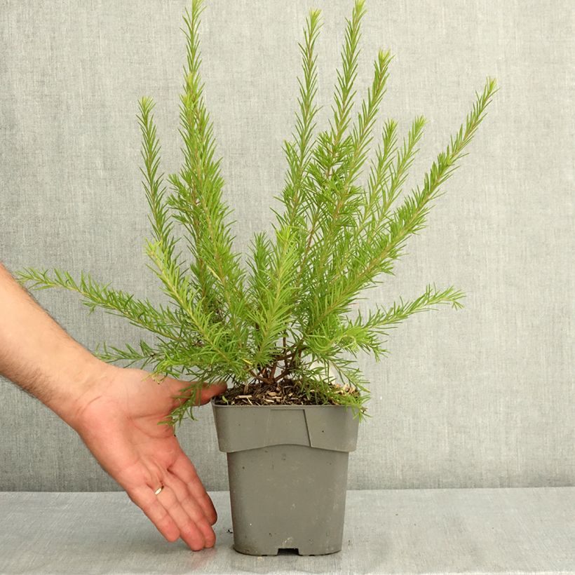 Ejemplar de Grevillea rosmarinifolia Rosa Jenkinsii Maceta 2L/3L entregado en verano