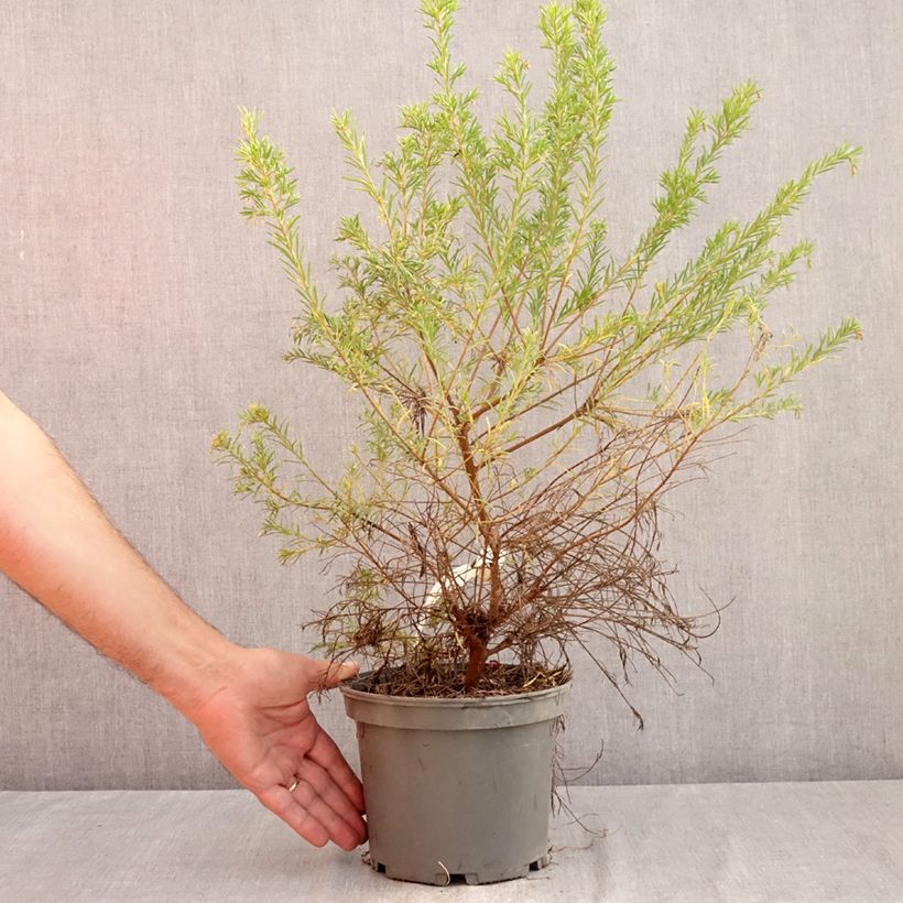 Ejemplar de Grevillea rosmarinifolia Rosa Jenkinsii Maceta 3L/4L entregado en verano
