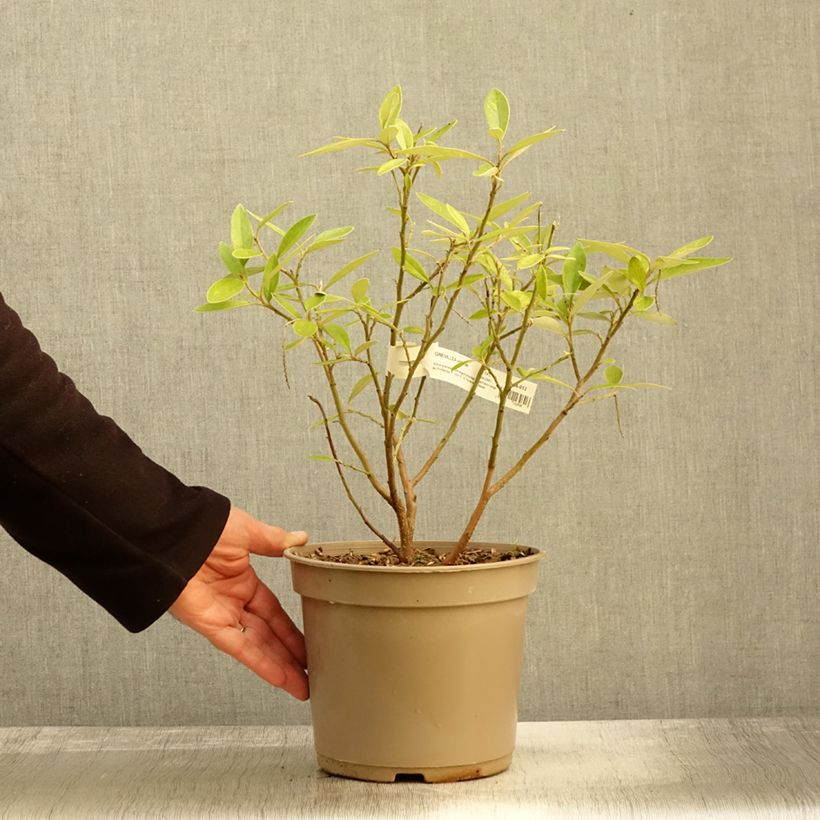 Ejemplar de Grevillea victoriae Maceta 4L/5L entregado en otoño