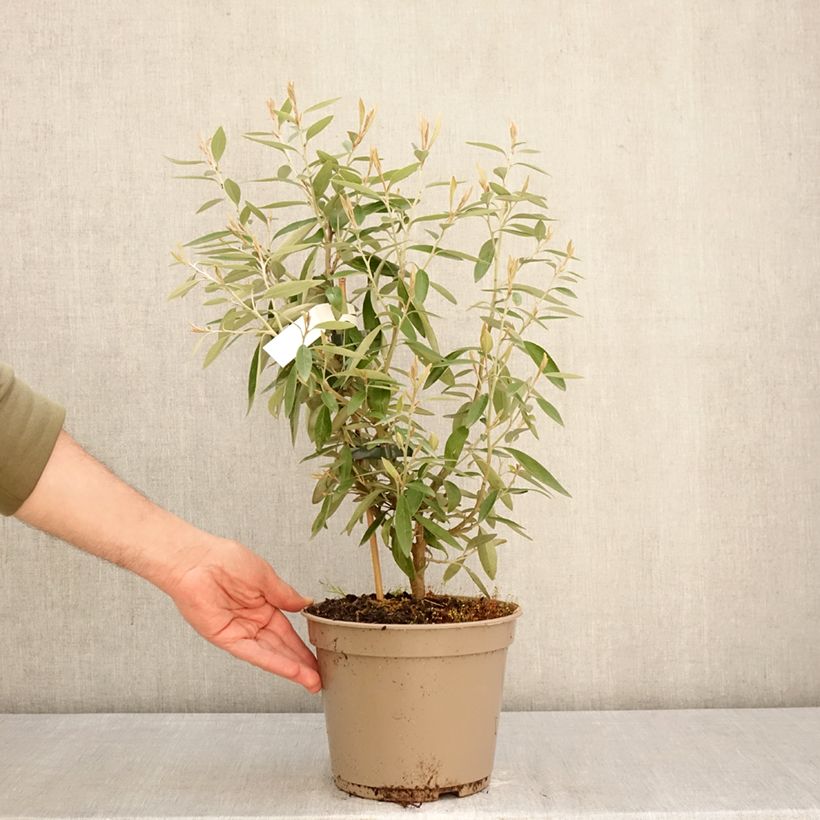 Grevillea victoriae Maceta 4L/5L Ejemplar entregado en la primavera