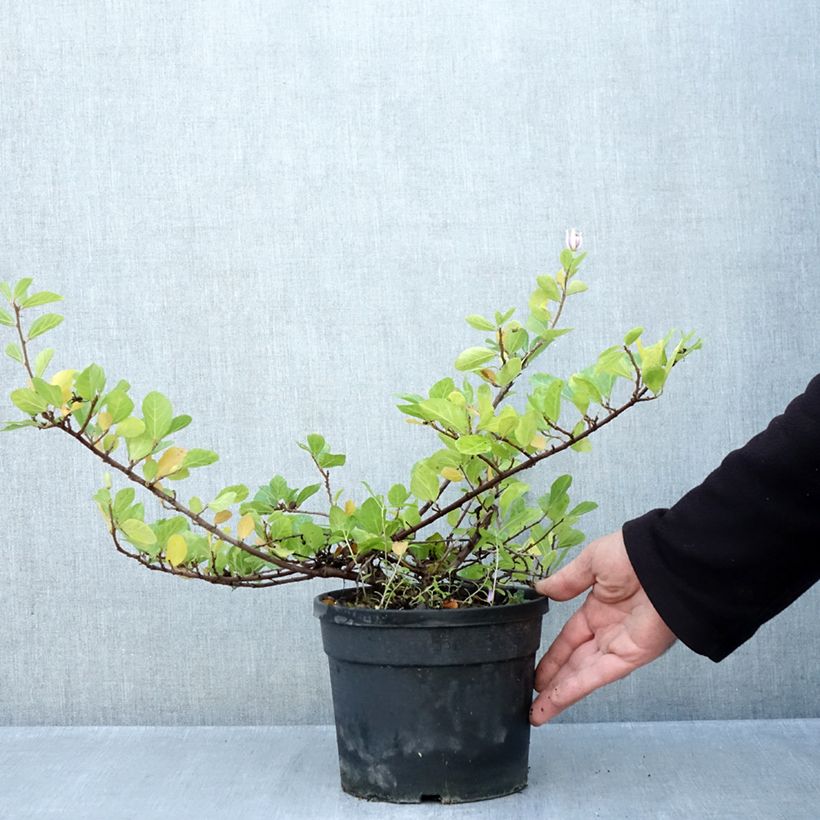 Ejemplar de Grewia occidentalis Maceta 3L/4L entregado en otoño