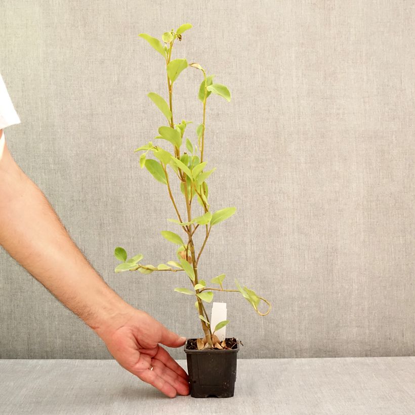 Ejemplar de Griselinia littoralis - Kapuka Maceta de 8/9 cm entregado en verano