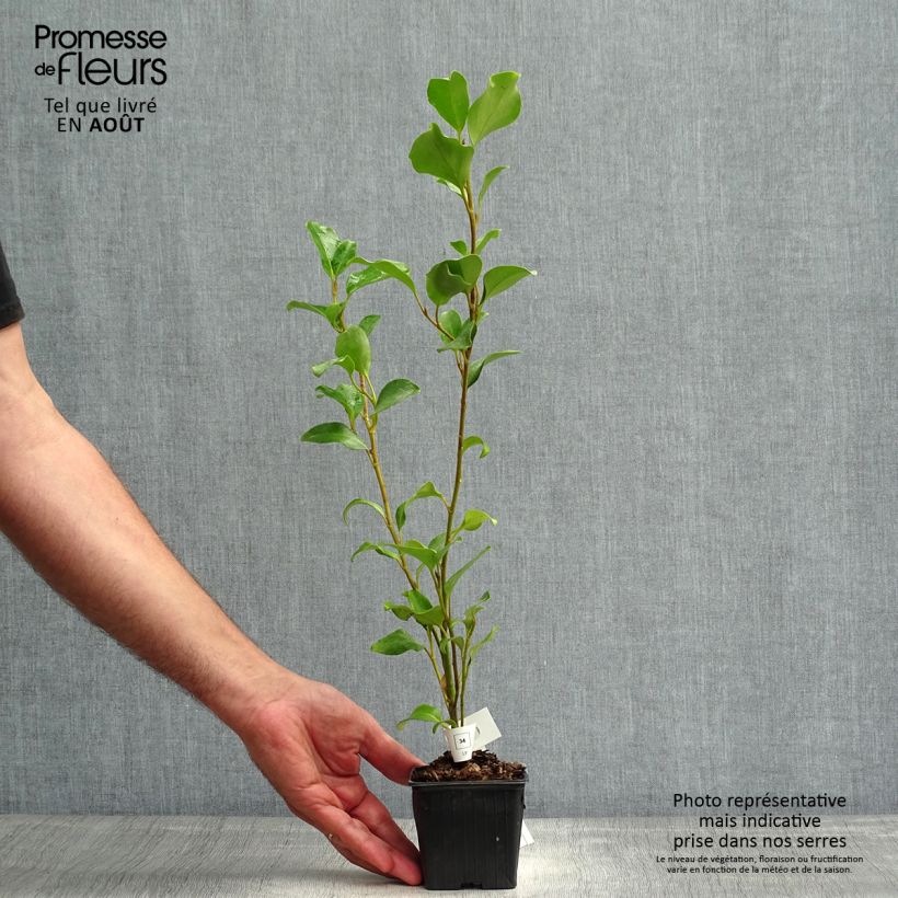 Ejemplar de Griselinia lucida Maceta de 8/9 cm entregado en verano