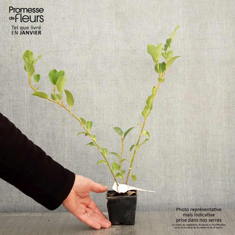 Griselinia lucida Maceta de 8/9 cm Ejemplar entregado en invierno