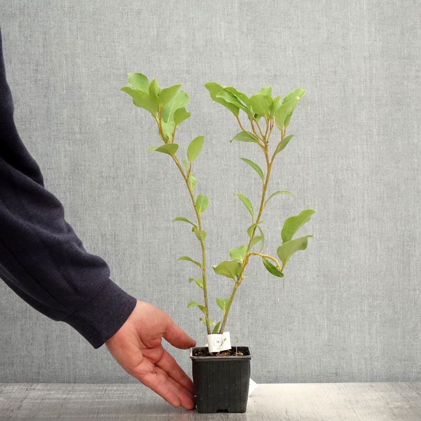 Griselinia lucida Maceta de 8/9 cm Ejemplar entregado en la primavera