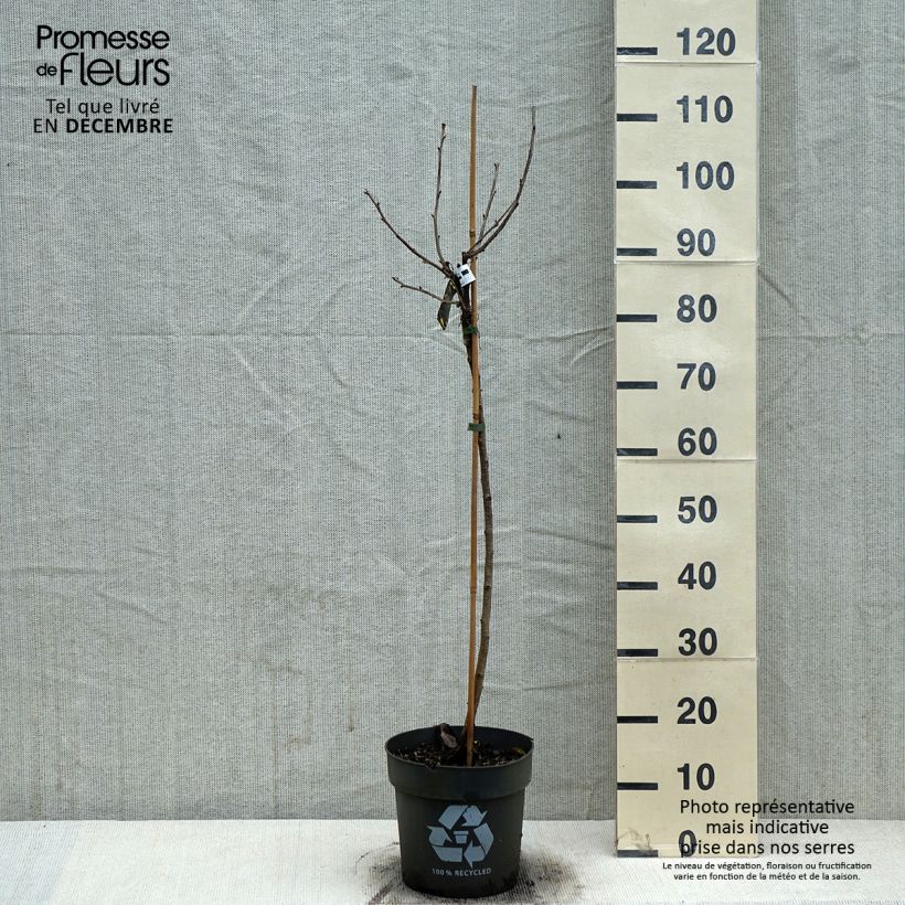 Grosella blanca Weiße aus Jüterbog Maceta 6L/7L Ejemplar entregado en invierno