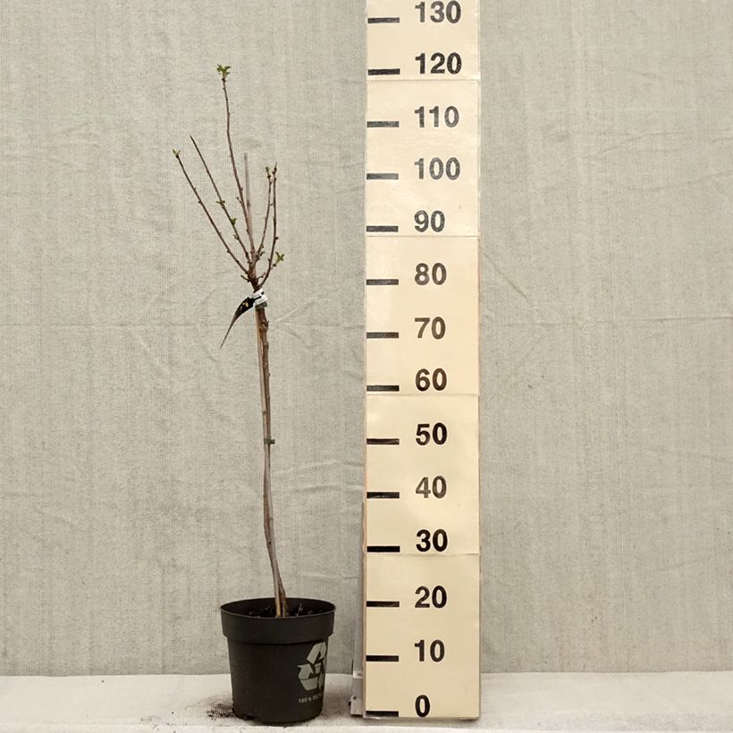 Grosella blanca Weiße aus Jüterbog Maceta 6L/7L, Tallo Ejemplar entregado en la primavera