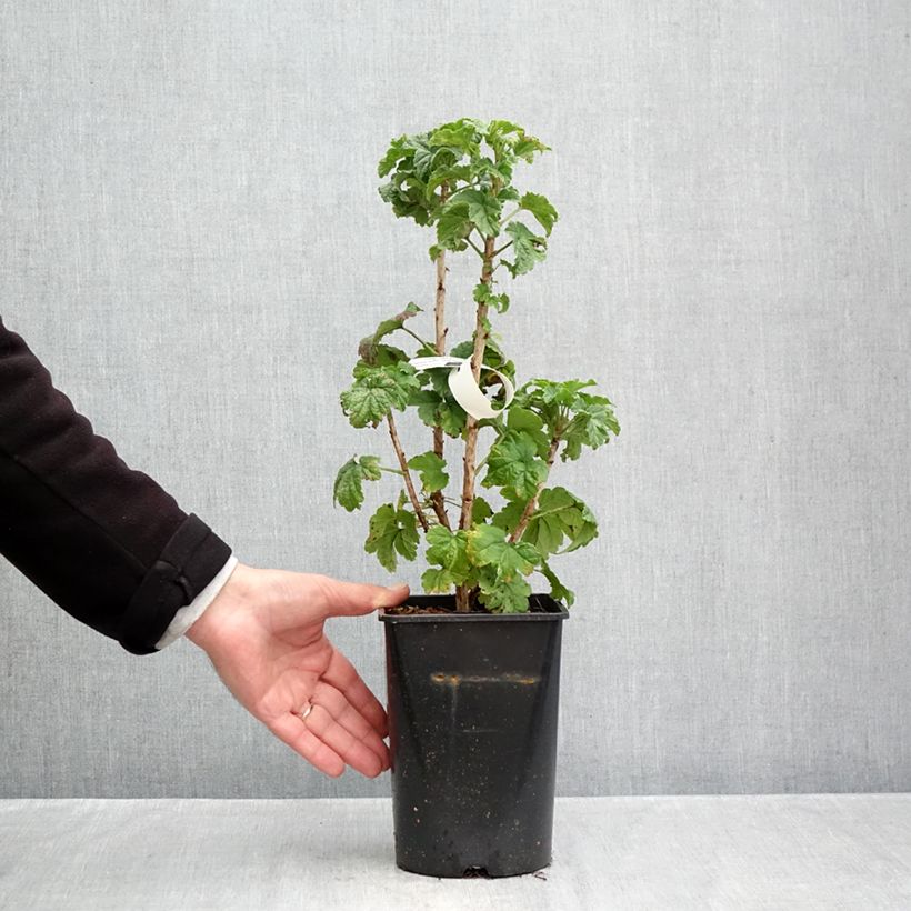 Ejemplar de Grosella roja Junifer Maceta 2L/3L, Formación arbustiva entregado en otoño