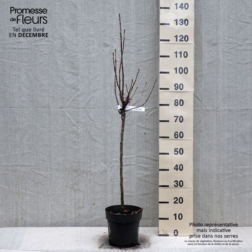 Grosella roja Rolan Maceta 6L/7L Ejemplar entregado en invierno