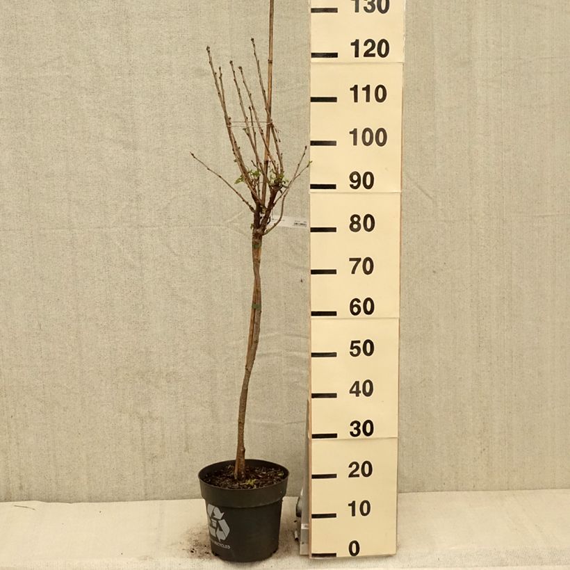 Grosella roja Rolan Maceta 6L/7L, Tallo Ejemplar entregado en la primavera