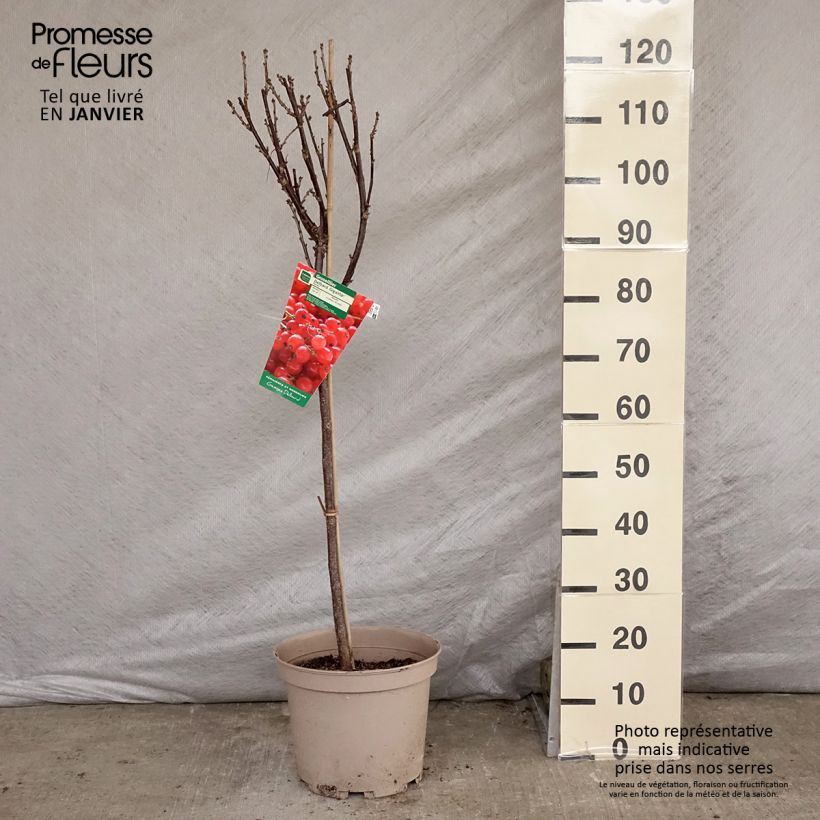 Grosella roja Delbard Giganta Bosron Maceta 7,5L/10L, 1/4 tallo Ejemplar entregado en invierno