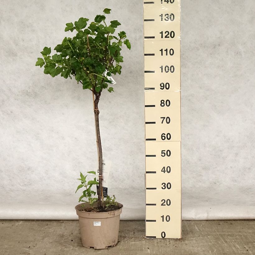 Grosella roja Delbard Giganta Bosron Maceta 7,5L/10L, 1/4 tallo Ejemplar entregado en la primavera