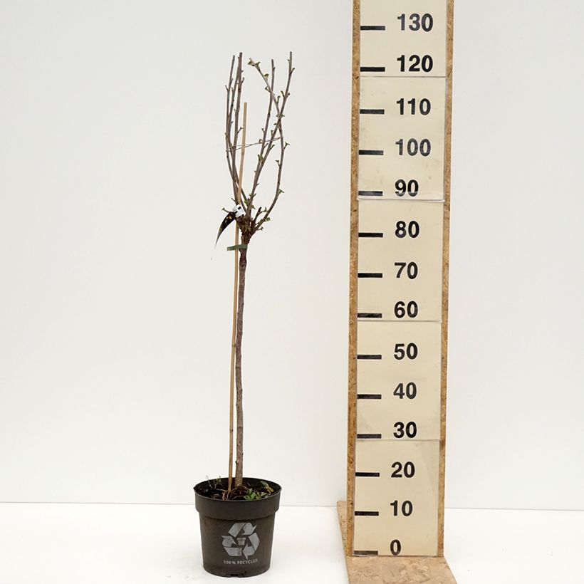 Grosella roja Ribest Babette Maceta 6L/7L, Tallo Ejemplar entregado en la primavera