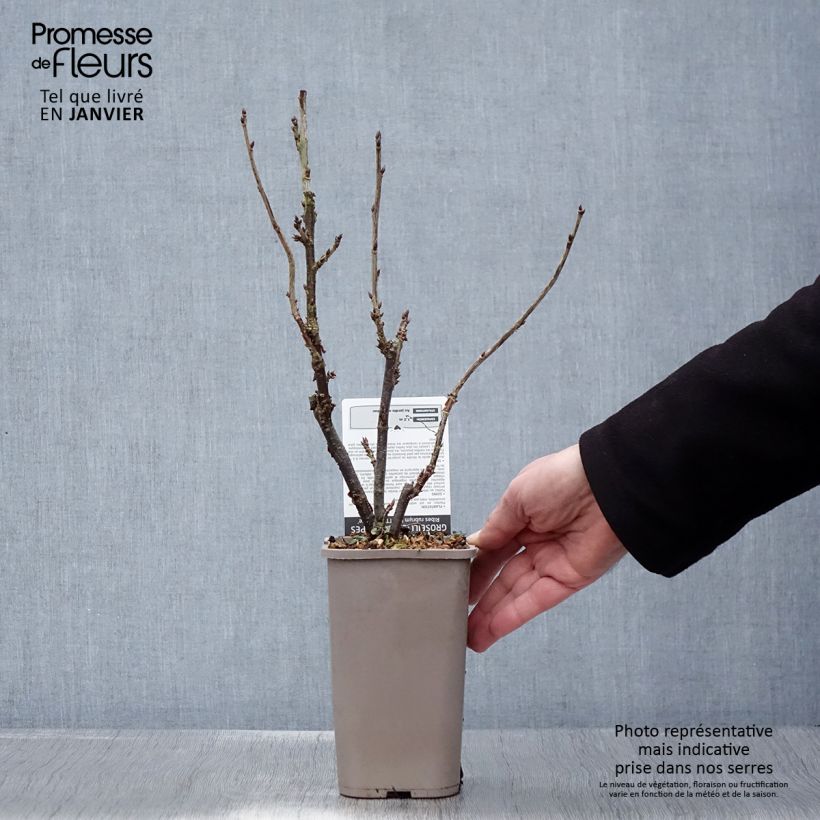 Grosella roja Ribest Lisette Maceta 1,5L/2L Ejemplar entregado en invierno