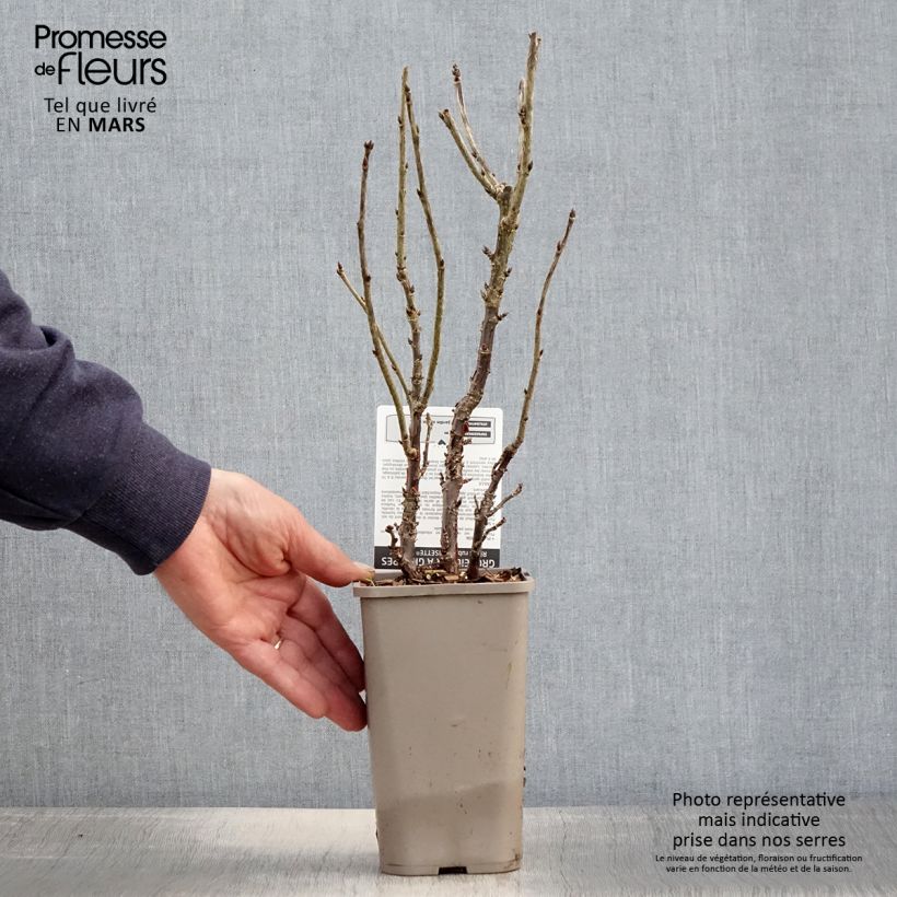 Grosella roja Ribest Lisette Maceta 1,5L/2L Ejemplar entregado en la primavera