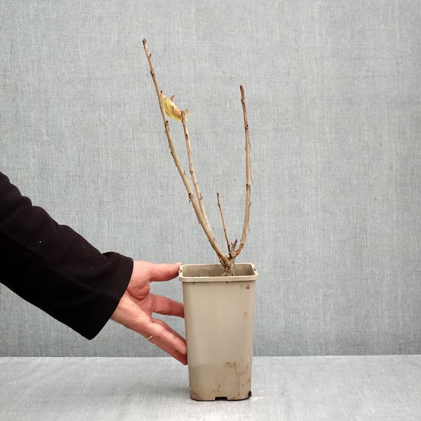 Ejemplar de Grosella roja Ribest Sonette Maceta 1,5L/2L entregado en otoño