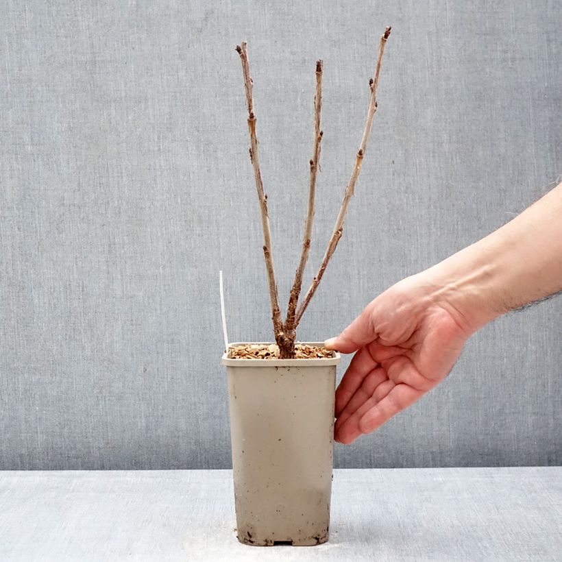 Grosella roja Ribest Sonette Maceta 1,5L/2L Ejemplar entregado en invierno