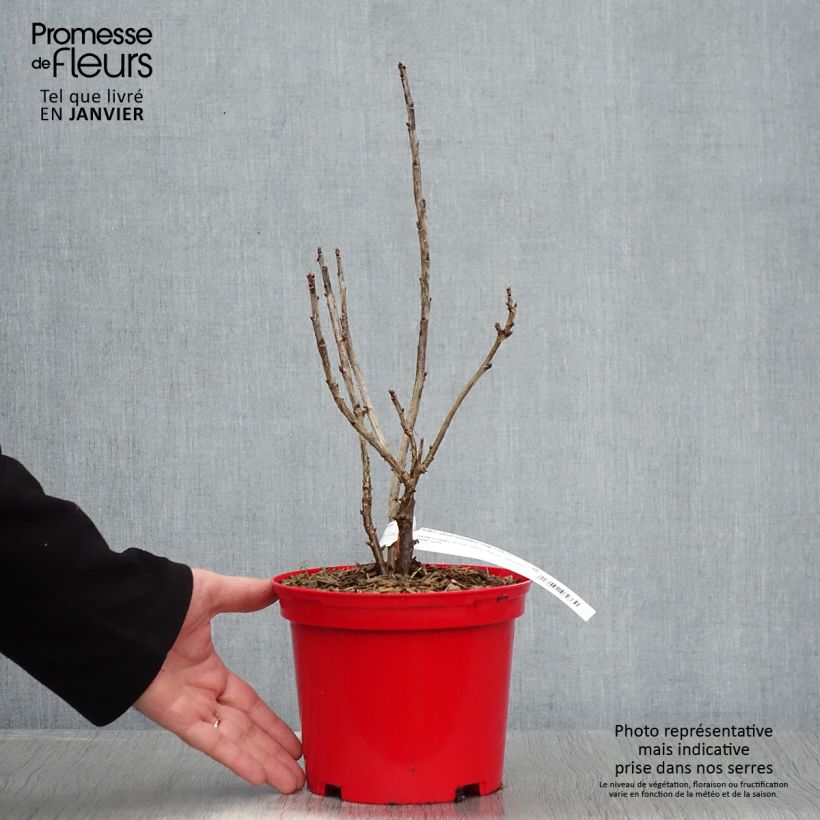 Grosella roja Versaillaise Rouge Maceta 1,5L/2L Ejemplar entregado en invierno