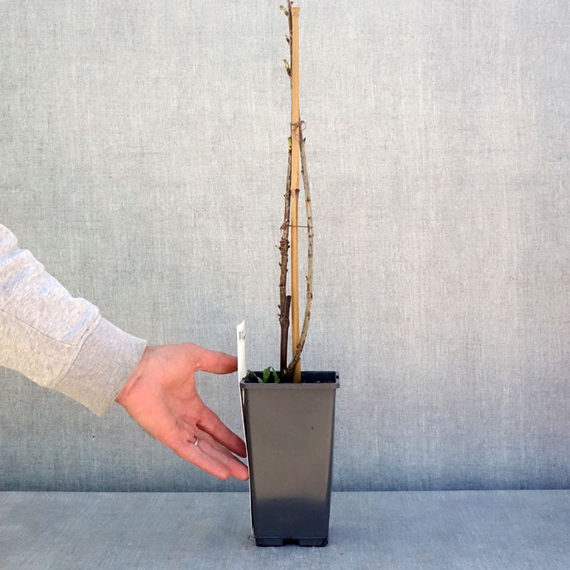 Grosella roja Versaillaise Rouge Maceta 4L/5L Ejemplar entregado en la primavera