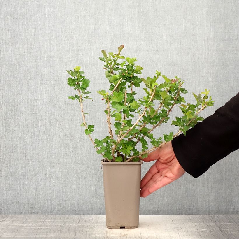 Grosella espinosa Crispa Goldling Maceta 1,5L/2L Ejemplar entregado en la primavera