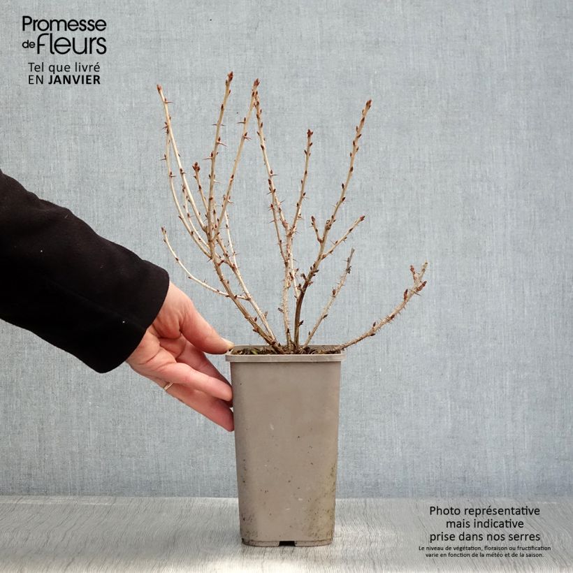 Grosella espinosa Easycrisp Mr Green Maceta 1,5L/2L Ejemplar entregado en invierno