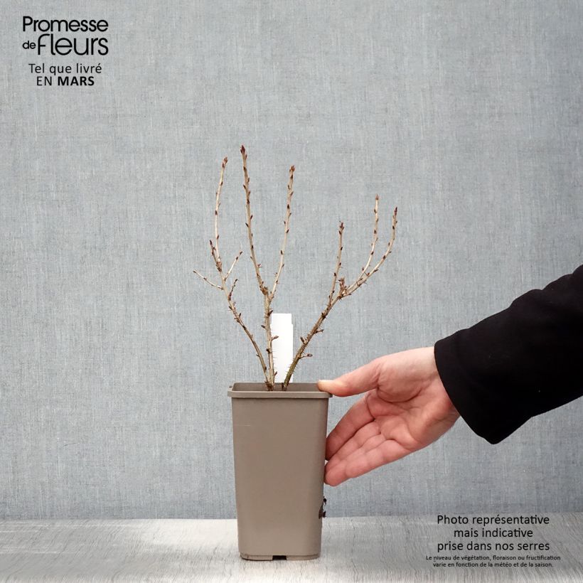 Grosella espinosa Easycrisp Mr Green Maceta 1,5L/2L Ejemplar entregado en la primavera