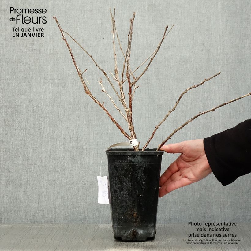 Grosella espinosa Freedonia Maceta 1,5L/2L Ejemplar entregado en invierno