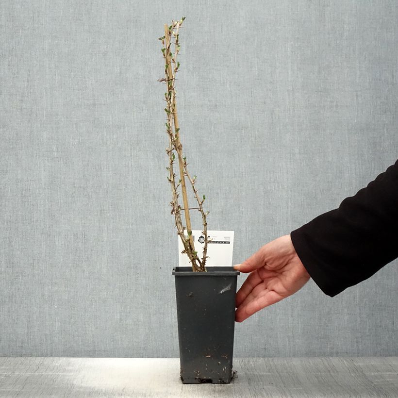 Grosella espinosa Invicta Maceta 1,5L/2L Ejemplar entregado en la primavera