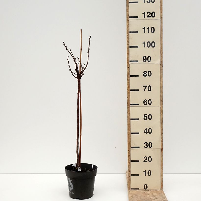 Grosella espinosa Crispa Darling Maceta 6L/7L Ejemplar entregado en invierno