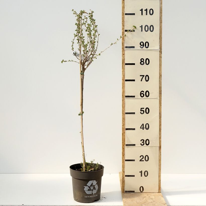 Grosella espinosa Crispa Darling Maceta 6L/7L, Tallo Ejemplar entregado en la primavera