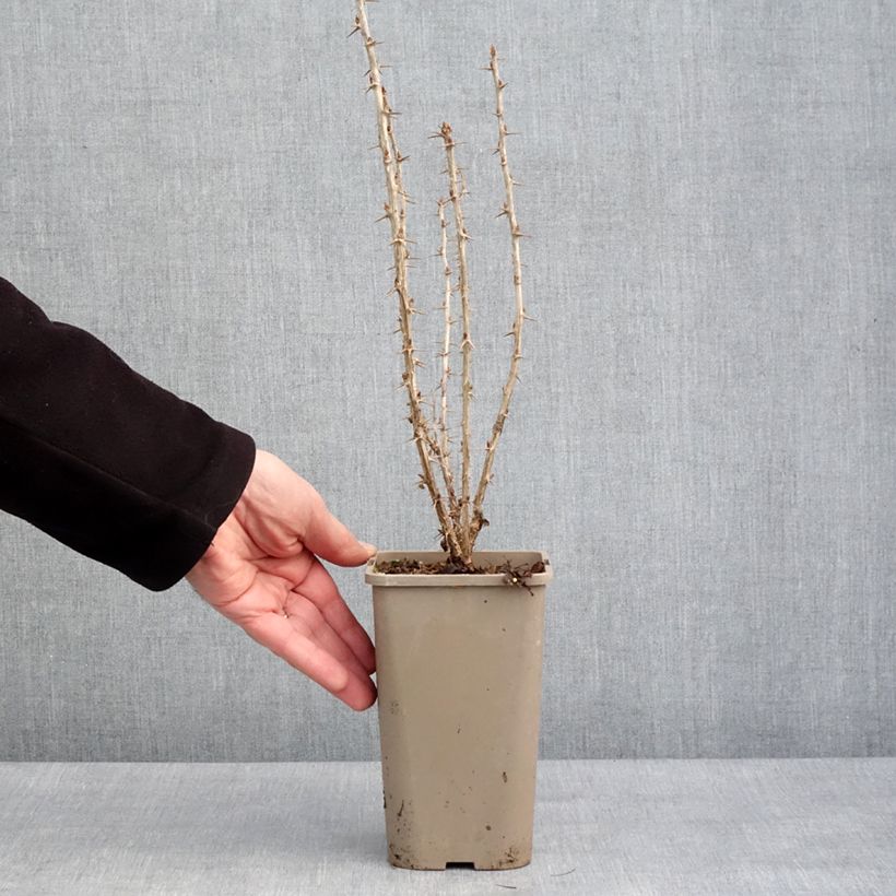 Grosella espinosa Crispa Goldling Maceta 1,5L/2L Ejemplar entregado en invierno