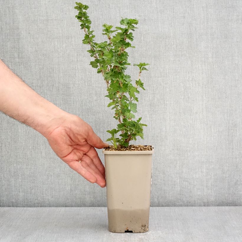 Grosella espinosa - Ribes uva-crispa Maceta 1,5L/2L, Formación arbustiva Ejemplar entregado en la primavera