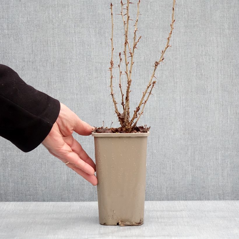 Grosella espinosa Crispa Nibbling Maceta 1,5L/2L, Formación arbustiva Ejemplar entregado en invierno