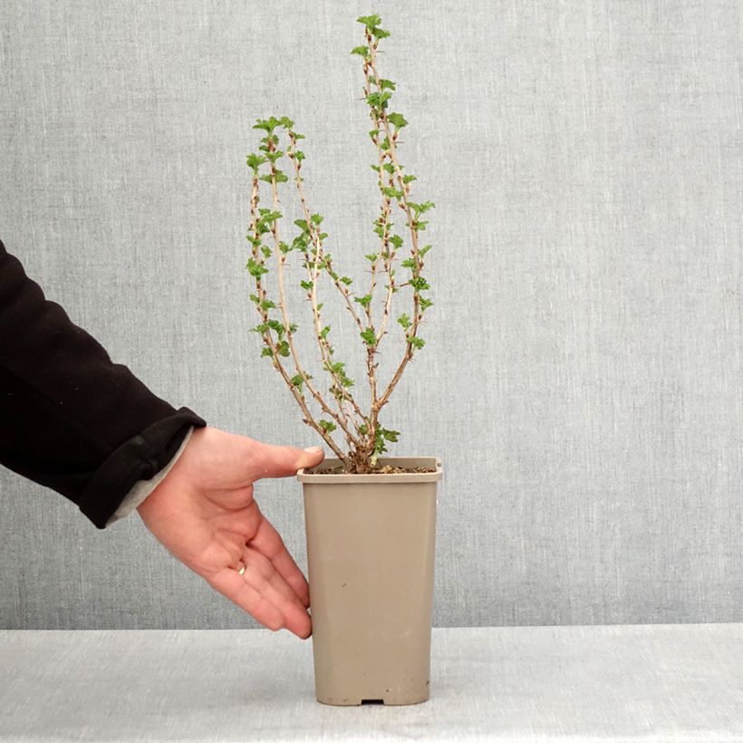 Grosella espinosa Crispa Nibbling Maceta 1,5L/2L, Formación arbustiva Ejemplar entregado en la primavera