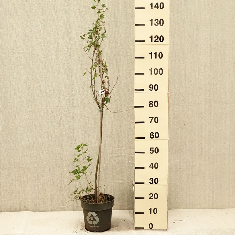 Ejemplar de Grosella espinosa Solemio Crispa Maceta 6L/7L, Tallo entregado en verano