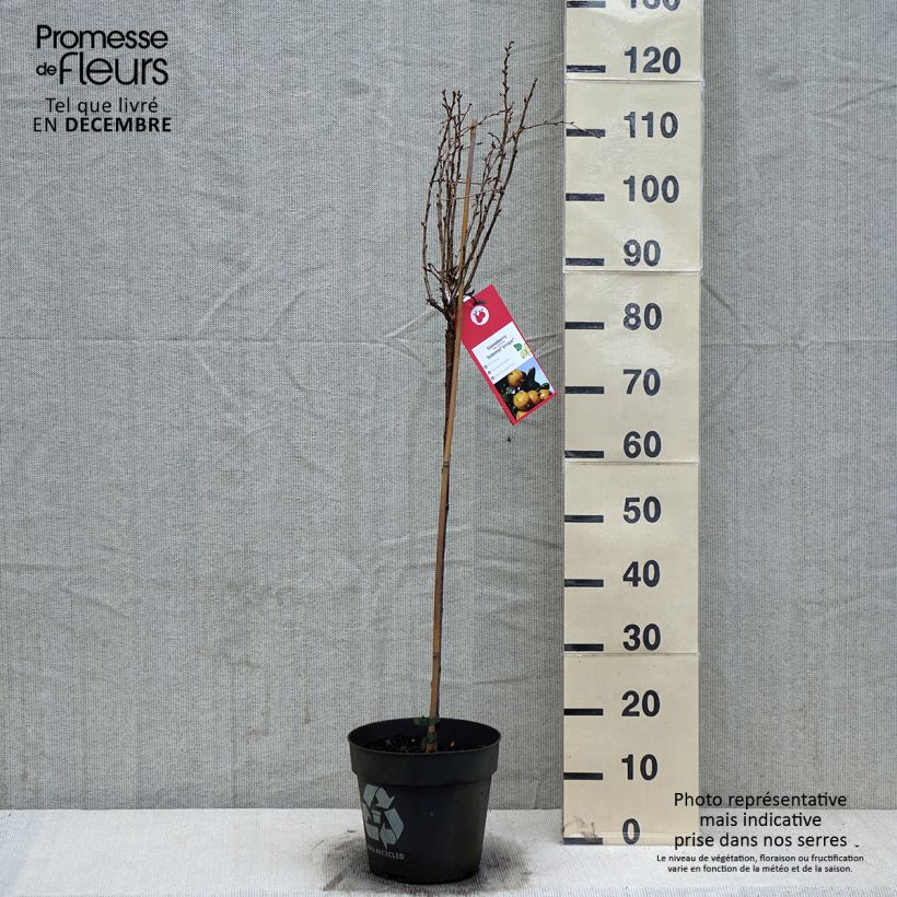 Grosella espinosa Solemio Crispa Maceta 6L/7L Ejemplar entregado en invierno