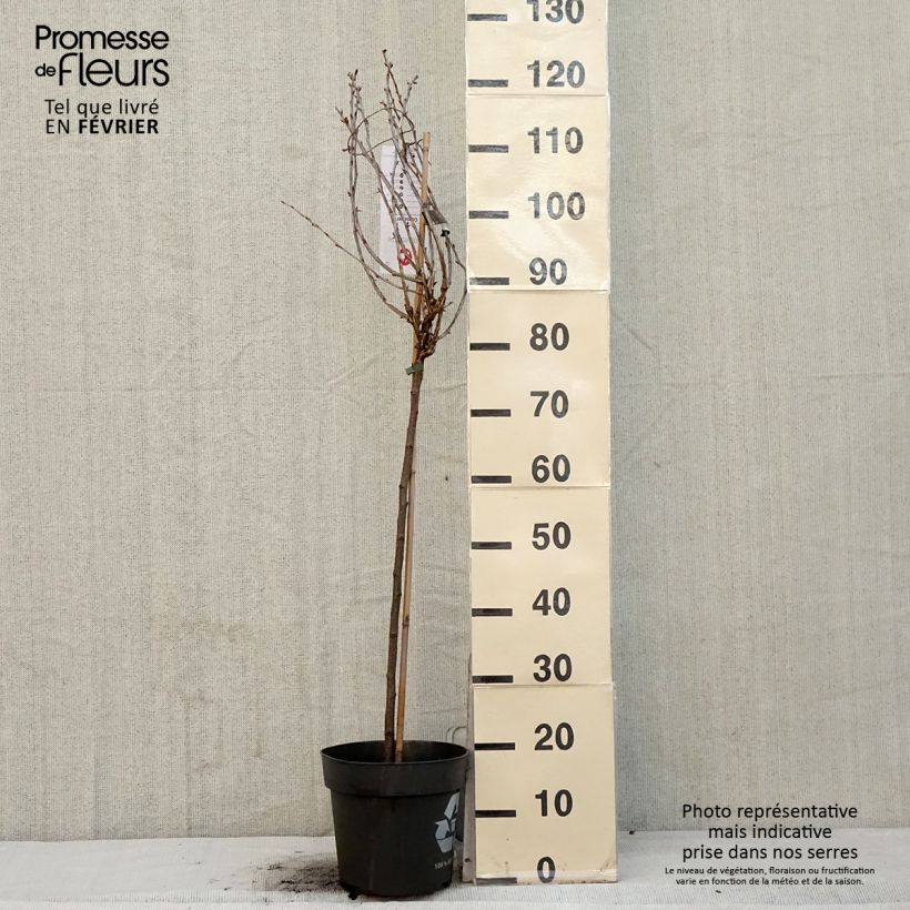 Grosella espinosa Easycrisp Lady Late Maceta 6L/7L Ejemplar entregado en invierno