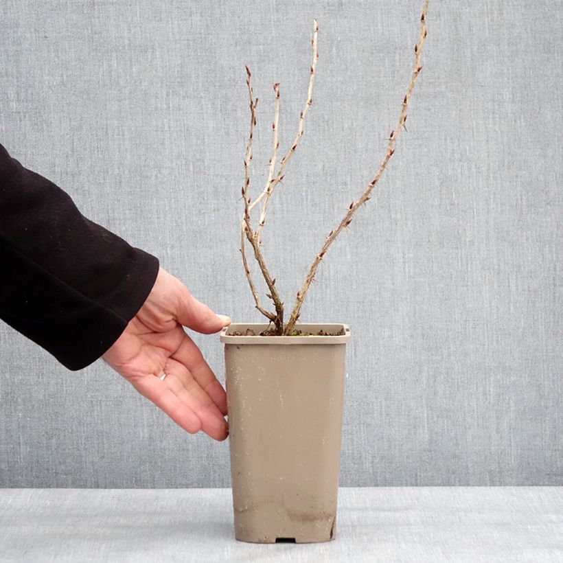 Grosella espinosa Easycrisp Mme Sansouci Maceta 1,5L/2L, Formación arbustiva Ejemplar entregado en invierno