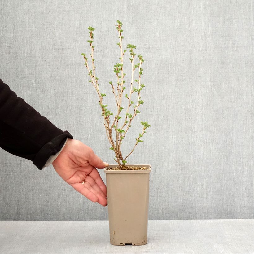 Grosella espinosa Easycrisp Mme Sansouci Maceta 1,5L/2L, Formación arbustiva Ejemplar entregado en la primavera