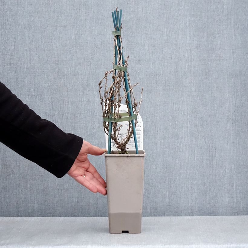 Grosella espinosa Freedonia Maceta 1,5L/2L Ejemplar entregado en la primavera